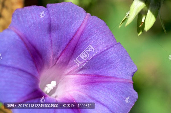 草的花