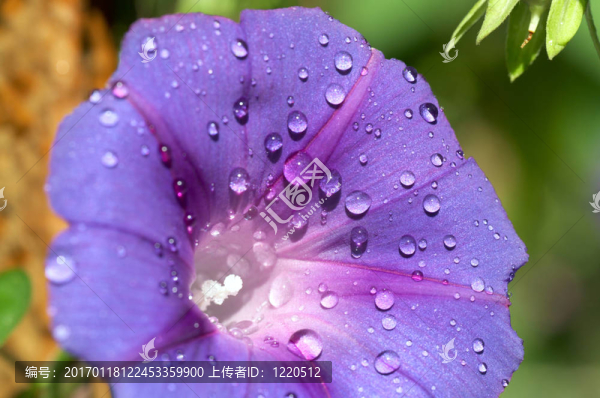 草的花