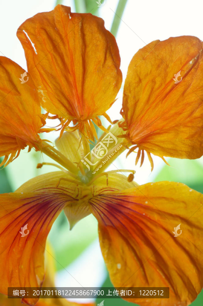 金蓮花