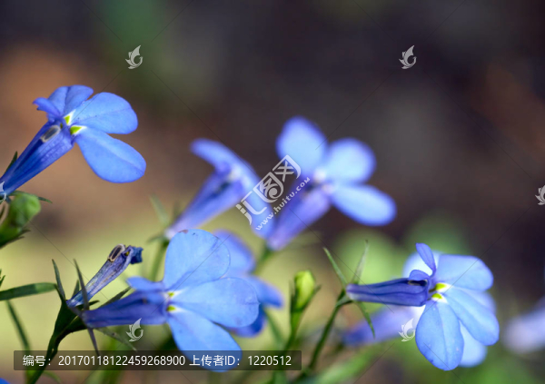 藍(lán)色的花
