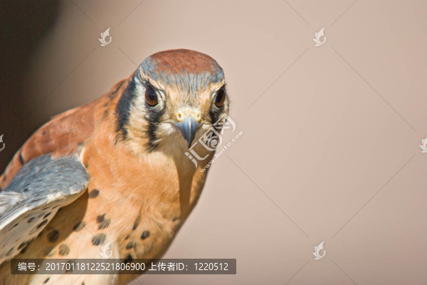 美洲隼