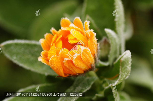 冰凍的花