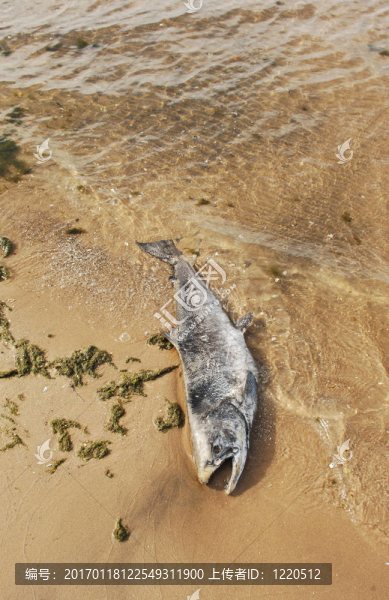 死魚。