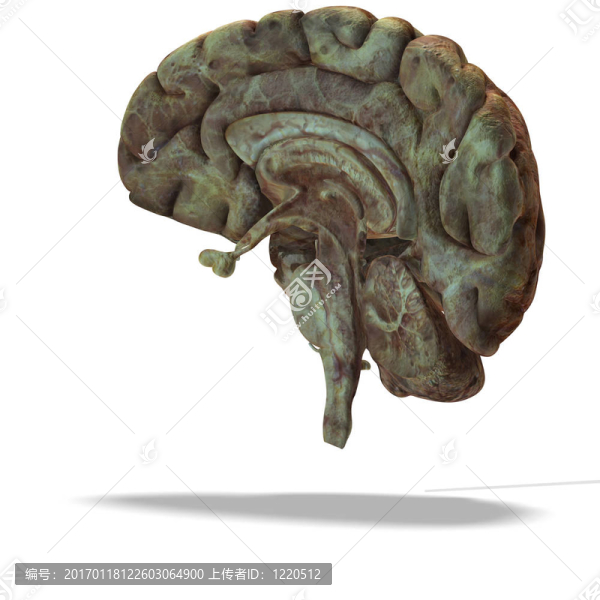 人類大腦的剖面/剖面