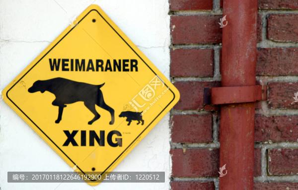 Weimaraner,Xing（6647）