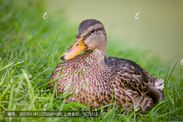 在綠草休息-匯圖網(wǎng) www.fosd68.com 在綠草休息