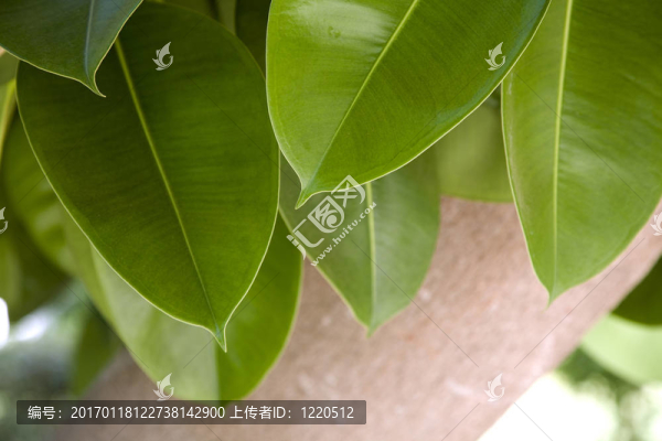 綠色的葉子和橡皮樹(shù)粗壯的樹(shù)干-匯圖網(wǎng) www.fosd68.com 綠色的葉子和橡皮樹(shù)粗壯的樹(shù)干
