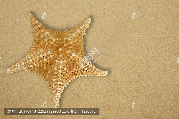 海灘上的星星魚