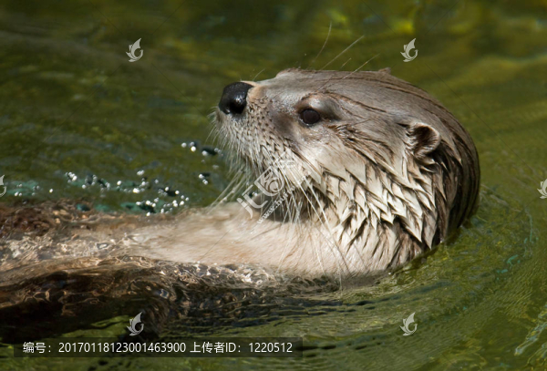 游泳的水獺