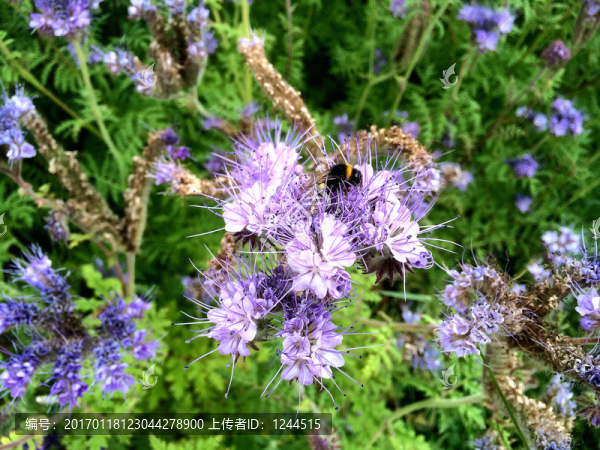 花與蜜蜂
