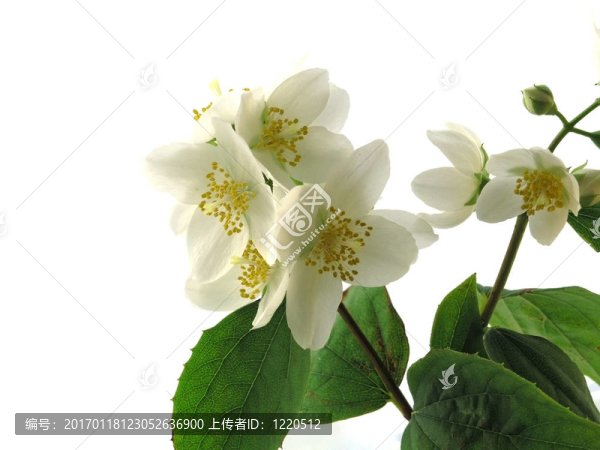系列花卉：鮮茉莉科