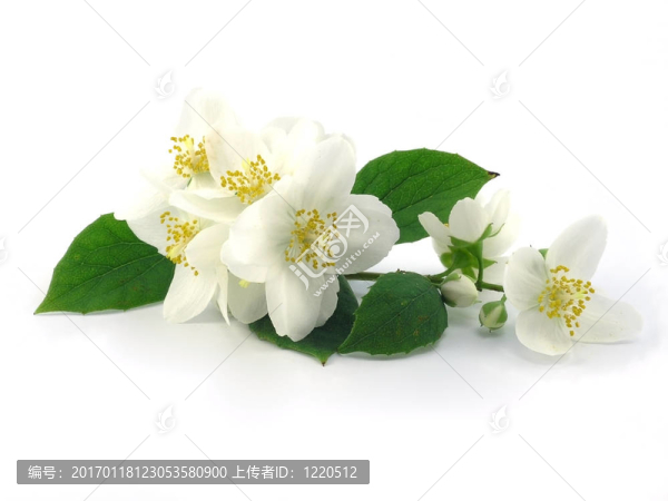 系列花卉：鮮茉莉科