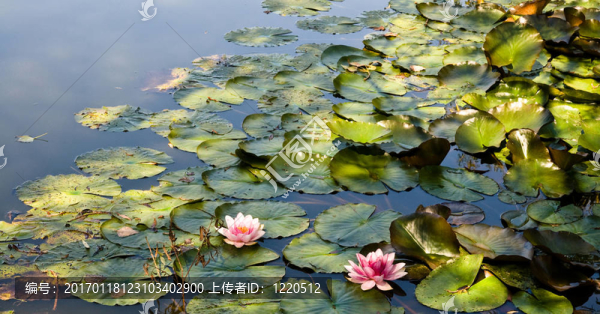 水百合