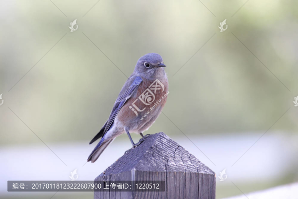西方知更鳥（Sialia墨西哥）