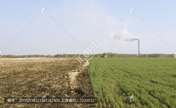 綠色和黃色草地的背景下，森林