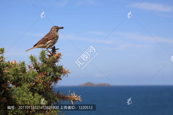 樹鷚