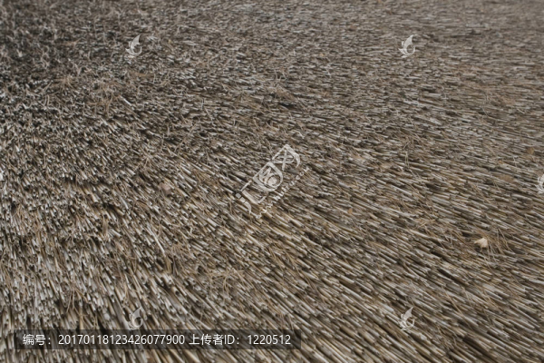 背景茅草