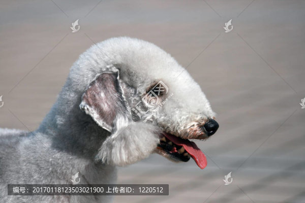 貝德靈頓梗的肖像
