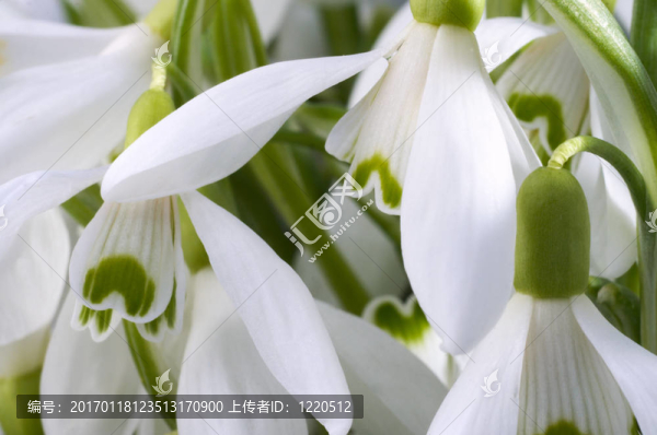 雪蓮花