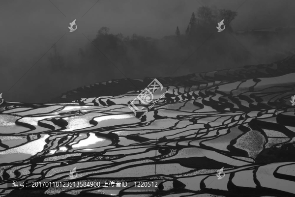 燦爛的稻田-匯圖網(wǎng) www.fosd68.com 燦爛的稻田