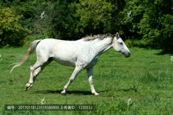 白色的馬在綠色的田野里奔跑