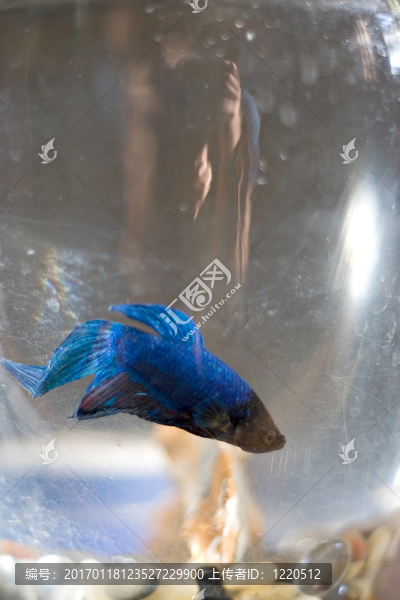 斗魚(yú)