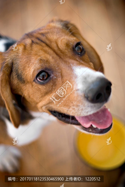 饑餓的小獵犬