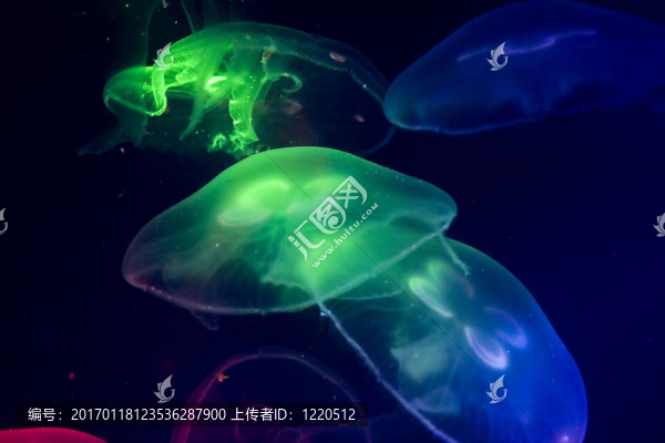 彩色水母