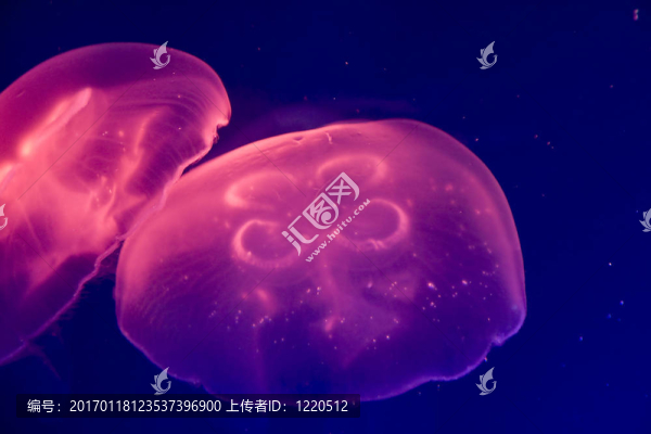 彩色水母