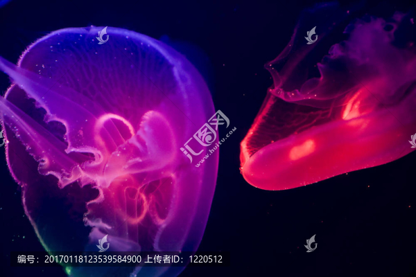 彩色水母
