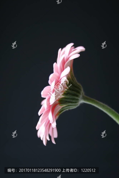 漂亮的Pink,Gerbera