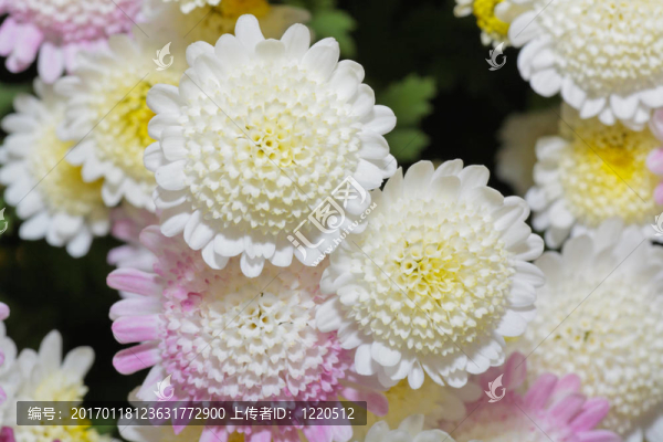 日本菊花展