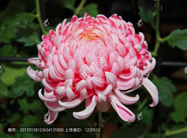 日本菊花展
