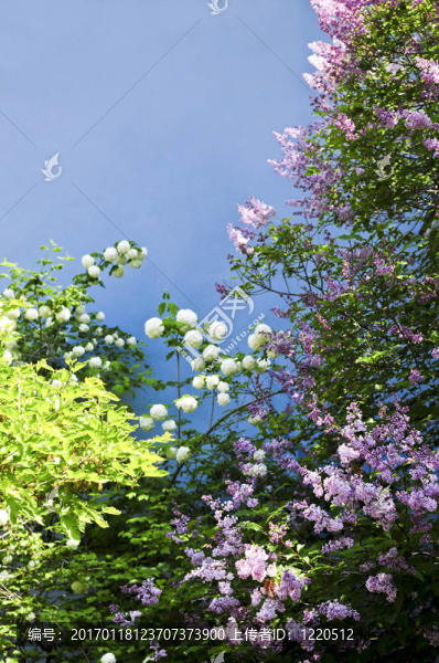 花的背景