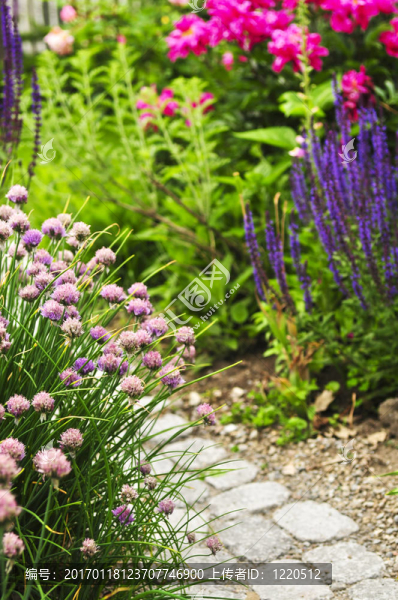 盛開花園中的小路