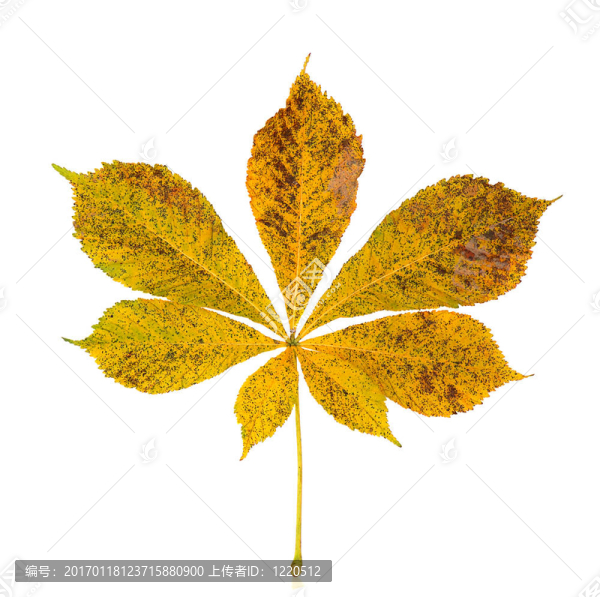 秋天的落葉-匯圖網(wǎng) www.fosd68.com 秋天的落葉