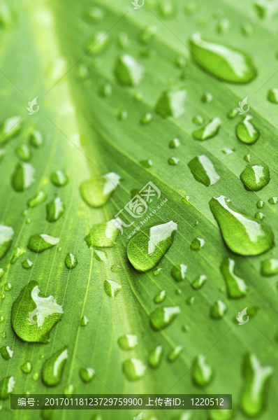 雨滴綠葉背景-匯圖網(wǎng) www.fosd68.com 雨滴綠葉背景