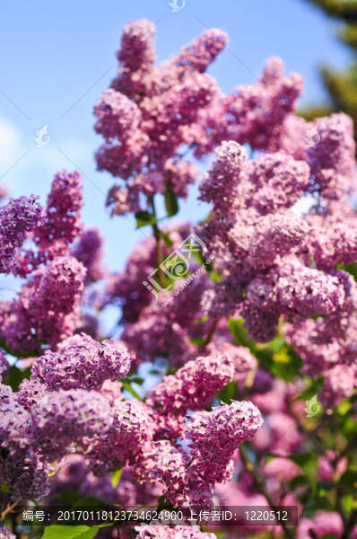 丁香花