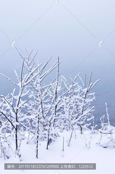 樹上的積雪
