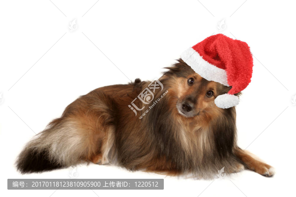 圣誕狗的肖像