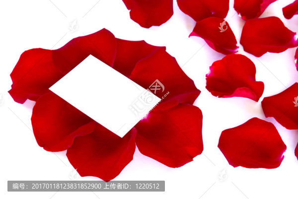 花瓣玫瑰