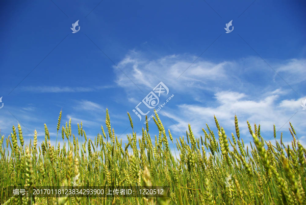 藍色天空的玉米