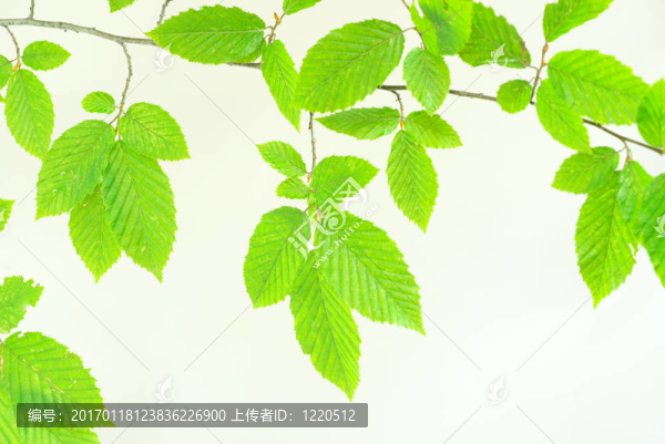 綠色的葉子
