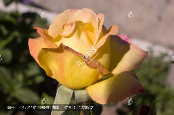 Gloria,Dei玫瑰花蕾