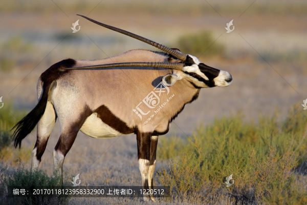 長角羚羚羊
