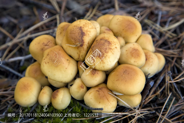 組蘑菇（Hypholoma,fasciculare）