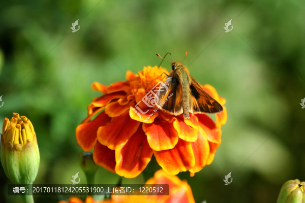 蜂鳥蛾在萬壽菊