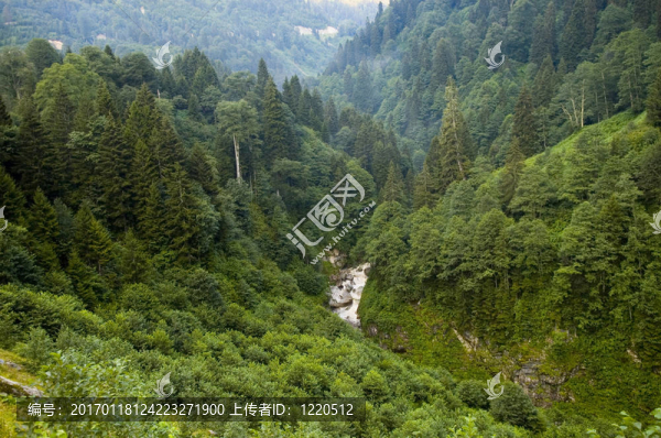 森林