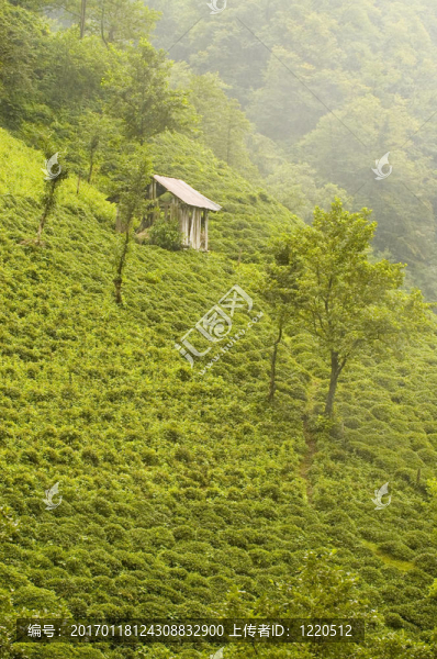 花草茶