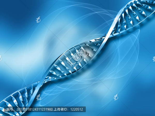 摘要DNA